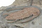 Early Cambrian Trilobite (Perrector) - Tazemmourt, Morocco #207565-1